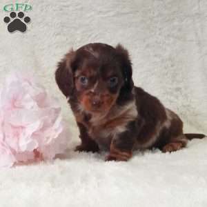 Daisy, Dachshund Puppy